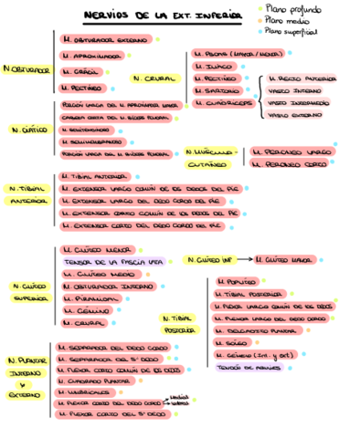 NERVIOS-DE-LA-EXTREMIDAD-INFERIOR.pdf