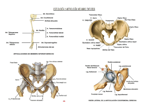 OSTEOLOGIA Y ARTROLOGIA