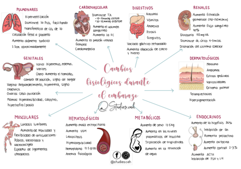 Cambios-Fisiologicos-En-El-Embarazo.pdf