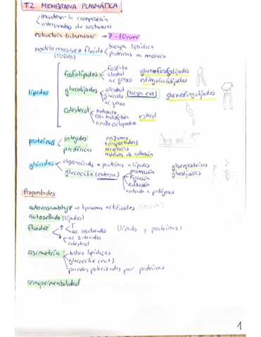 esquemas-Biocel.pdf