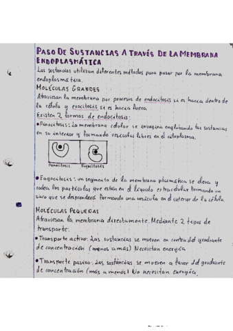 PASO-DE-SUSTANCIA-A-TRAVES-DE-LA-MEMBRANA-ENDOPLASMATICA-2.pdf