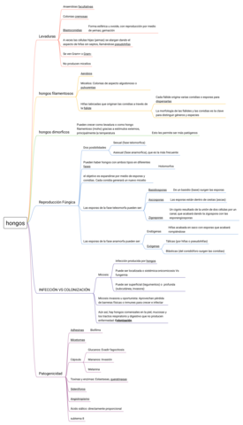 Hongos-1-esquema.pdf