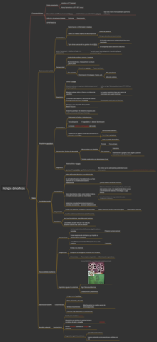 Hongos-dimorficos-esquema.pdf