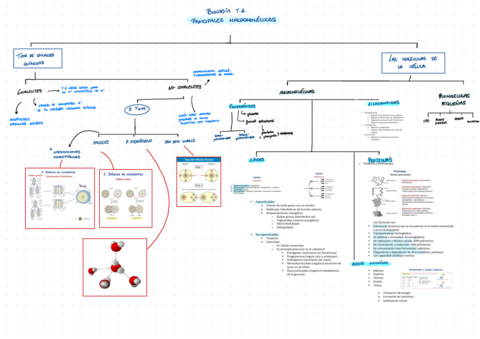 Biology-Esquemas-2022-11-21-080538.pdf