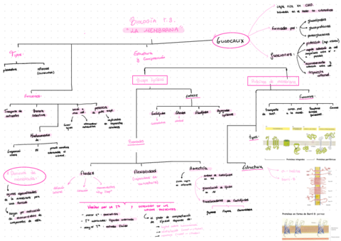 Biology-Esquemas-2022-11-21-080548.pdf