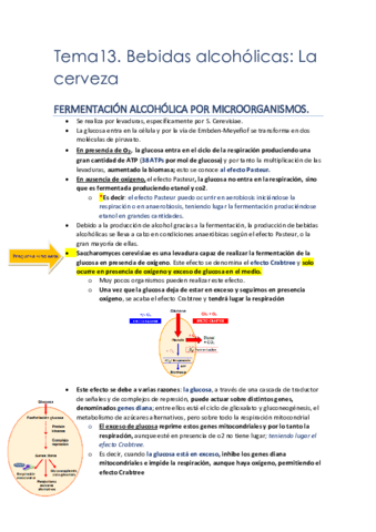 T13.Cerveza.pdf