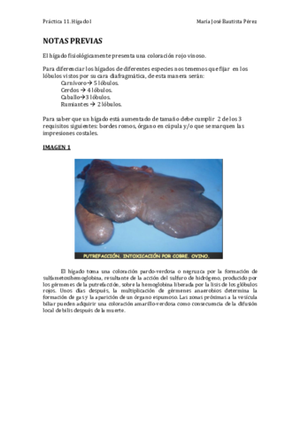 Práctica 11. Hígado I COMPLETA.pdf