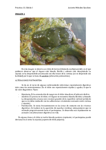 Práctica 13. Riñón I COMPLETA.pdf