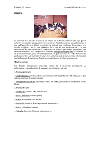 Práctica 18. Huesos (Foto y descripción 15-18 y 20).pdf