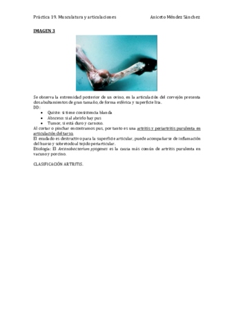 Práctica 19. Musculatura y articulaciones (Foto y descripción 1 y 2).pdf