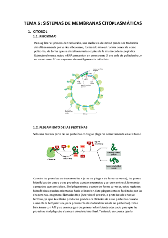 Apuntes-T5-sistemas-de-membranas-citoplasmaticas.pdf