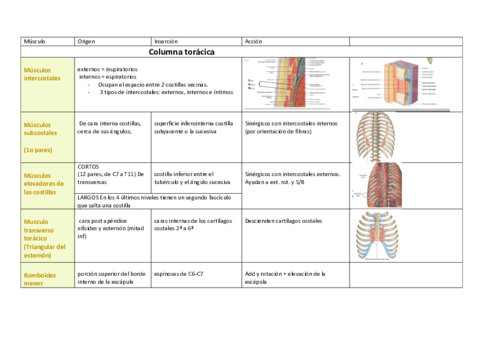 Tabla-miologia-columna-toracica-imp.pdf