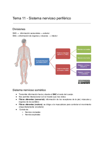 Fundamentos-biologicos-de-la-conducta-Tema-11.pdf