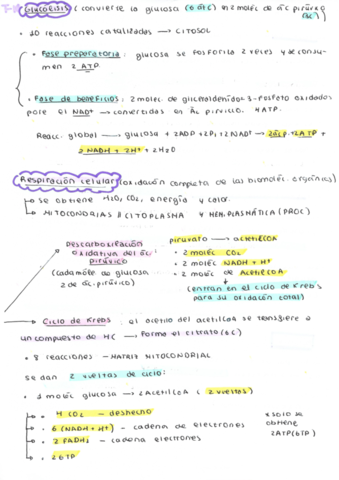 esqeuma-t-10-anabolismo.pdf