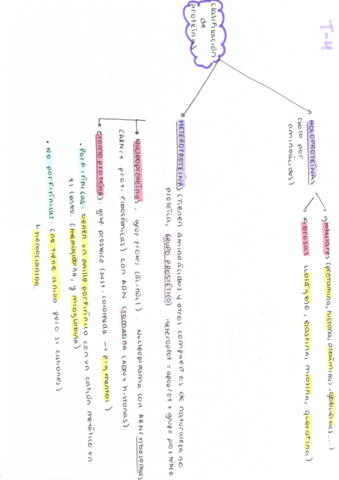 esquemas-t-4-proteinas-.pdf