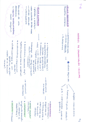 esqeumas-t-6-transporte-en-la-celula.pdf