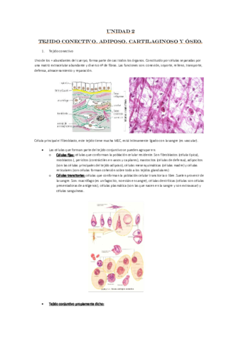 Unidad-2-tejido-conectivo.pdf