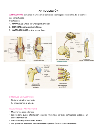 T-3-ARTICULACIONES.pdf