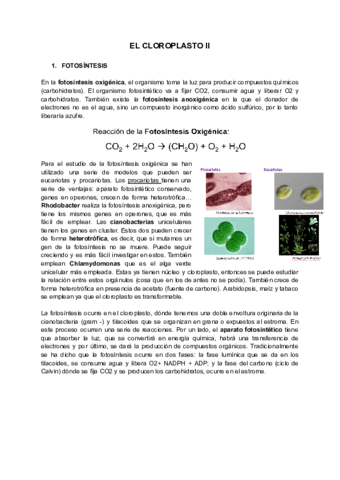 T5-EL-CLOROPLASTO-II.pdf