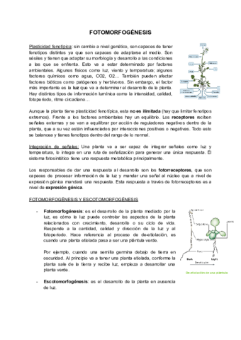 T7-8-FOTOMORFOGENESIS.pdf