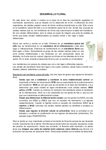 T13-14-DESARROLLO-FLORAL.pdf