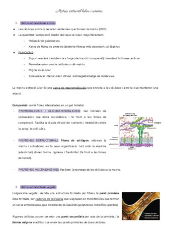 Matriu-extracellular.pdf