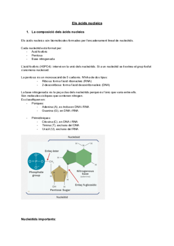 Tema-5acids-nucleics.pdf