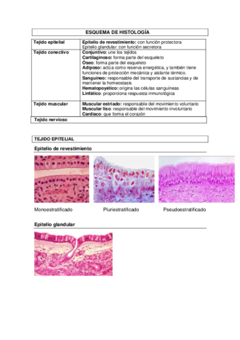 ESQUEMA-DE-HISTOLOGIA.pdf