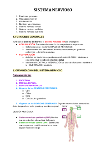 Copia-de-Anatomia-1-7-26.pdf