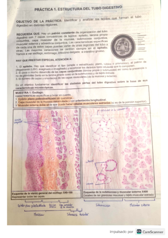 Cuadernillo-Histo-Diges.pdf