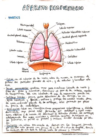Aparato-respiratorio.pdf
