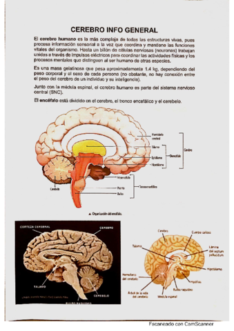 El-Cerebro-partes-y-funciones.pdf