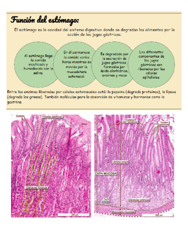 estomago-1.pdf