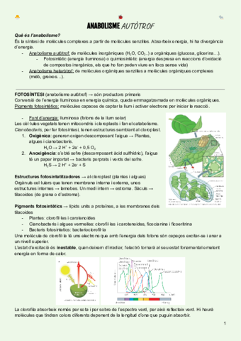 Tema3-Anabolisme.pdf