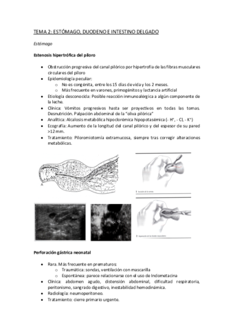 T2-Estomago-duodeno-e-intestino-delgado.pdf