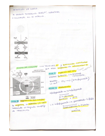 Bioquimica-2.pdf