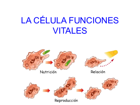 Tema-14-1-Nutricion-celular-catabolismo.pdf