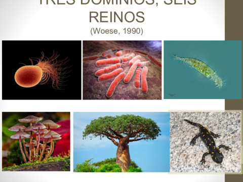 Tema-16-tres-dominios-seis-Reinos.pdf