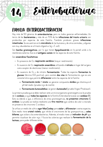 Tema-14.pdf