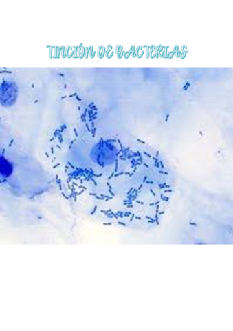 Tincion-de-bacterias.pdf