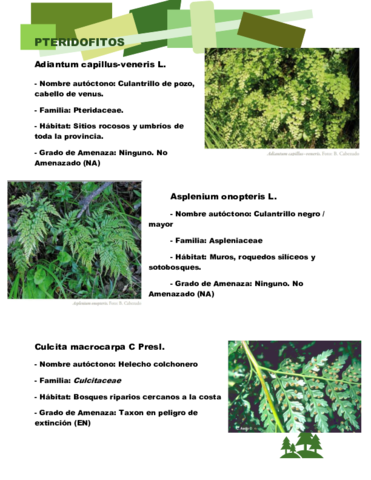 Listado-Plantas.pdf