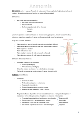 Anatomía apuntes.pdf