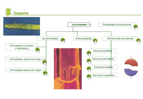 Presentación-PROTEINAS.pdf