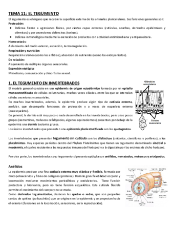 Tema-11-Tegumento.pdf
