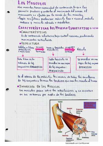 musculos.pdf