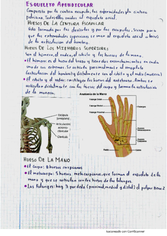 esqueleto-apendicular.pdf