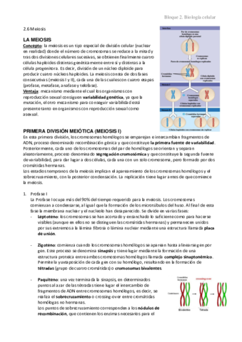 2.6 Meiosis