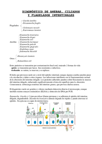 diagnosticoamebasciliadosyflagelados.pdf
