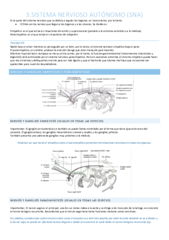 Sistema nervioso autónomo y periférico
