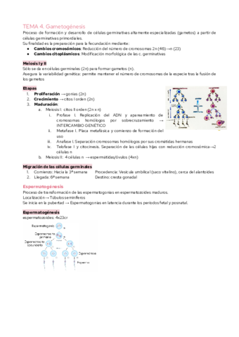 TEMA-4.pdf